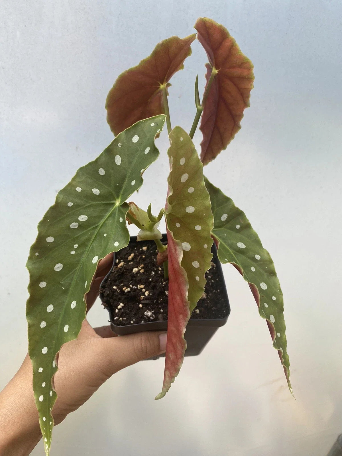 Begonia Maculata Live Houseplant 4” Pot - Polka Dot Begonia (Begonia maculata) - 2 Rooted Cuttings for Indoor Decor
