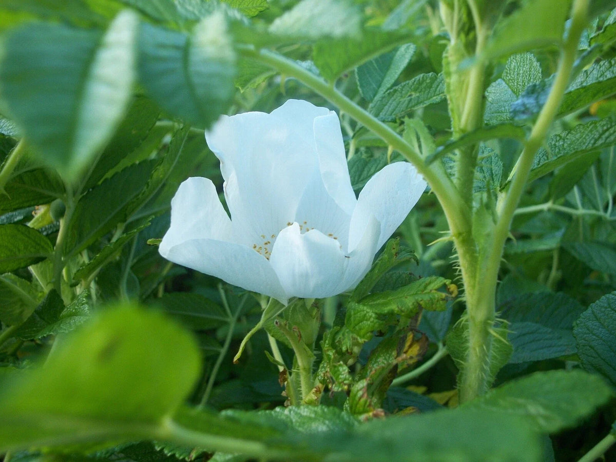 White Rugosa Rose Seeds - 20 Pack, Rosa rugosa albiflora, Fragrant Flowering Shrub Seeds for Gardens and Landscaping