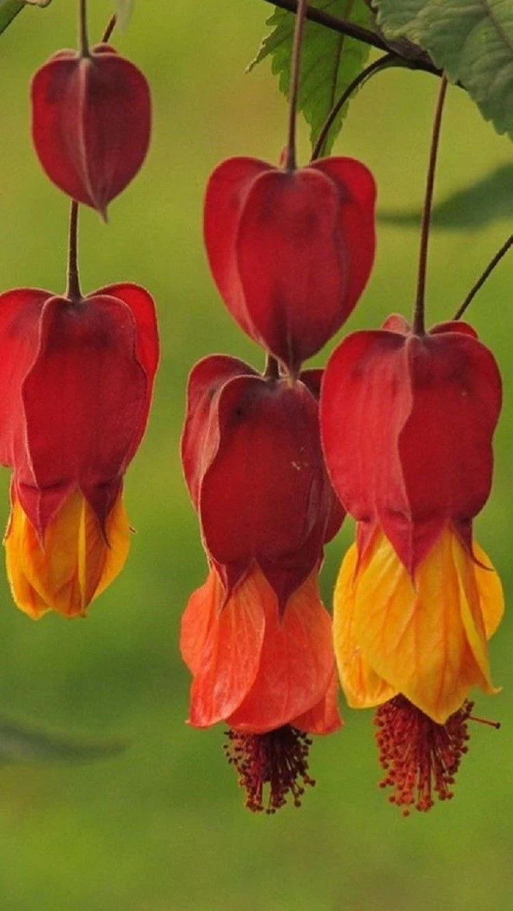 25 Bleeding Heart Seeds - Red Orange Perennial Flowers - Lamprocapnos spectabilis - Shade Tolerant - US Seller