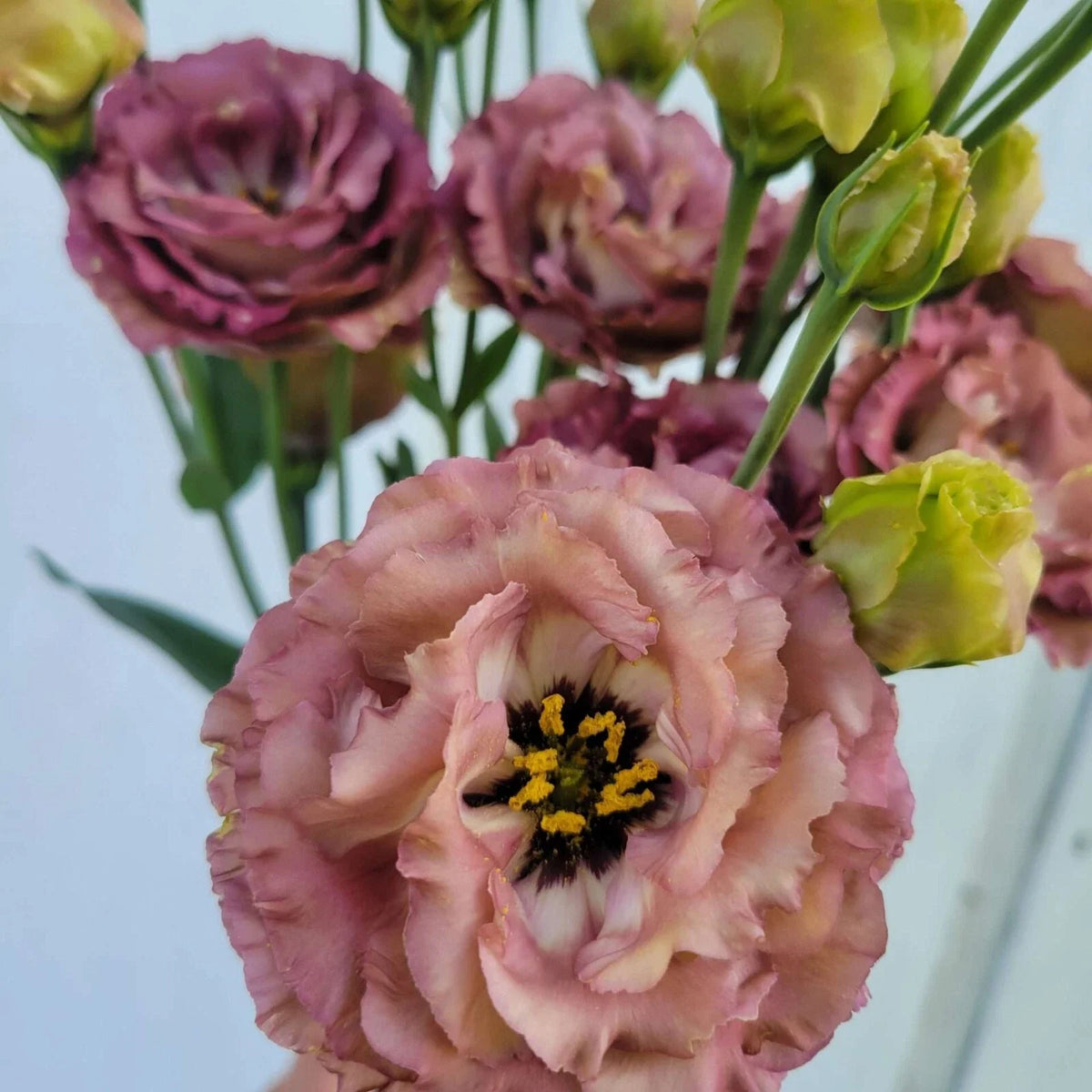 Lisianthus Plug Starter Plant - Rosanne Brown - Eustoma grandiflorum - Live Well-Rooted Seedling for Garden & Cut Flowers