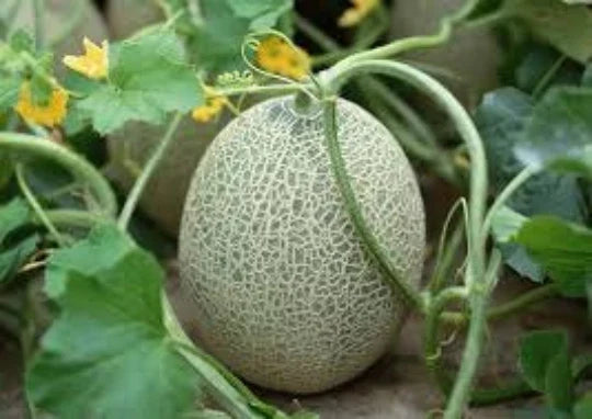 Hales Cantaloupe Seeds, 30 Organic Seeds, Sweet Melon, Cucumis melo var. cantalupensis for Home Gardening