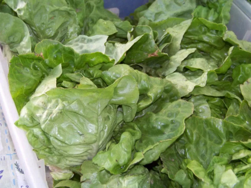 Buttercrunch Lettuce Seeds - 875 Non-GMO Heirloom Seeds - Lactuca sativa - Sweet Flavor for Home Gardening and Salads