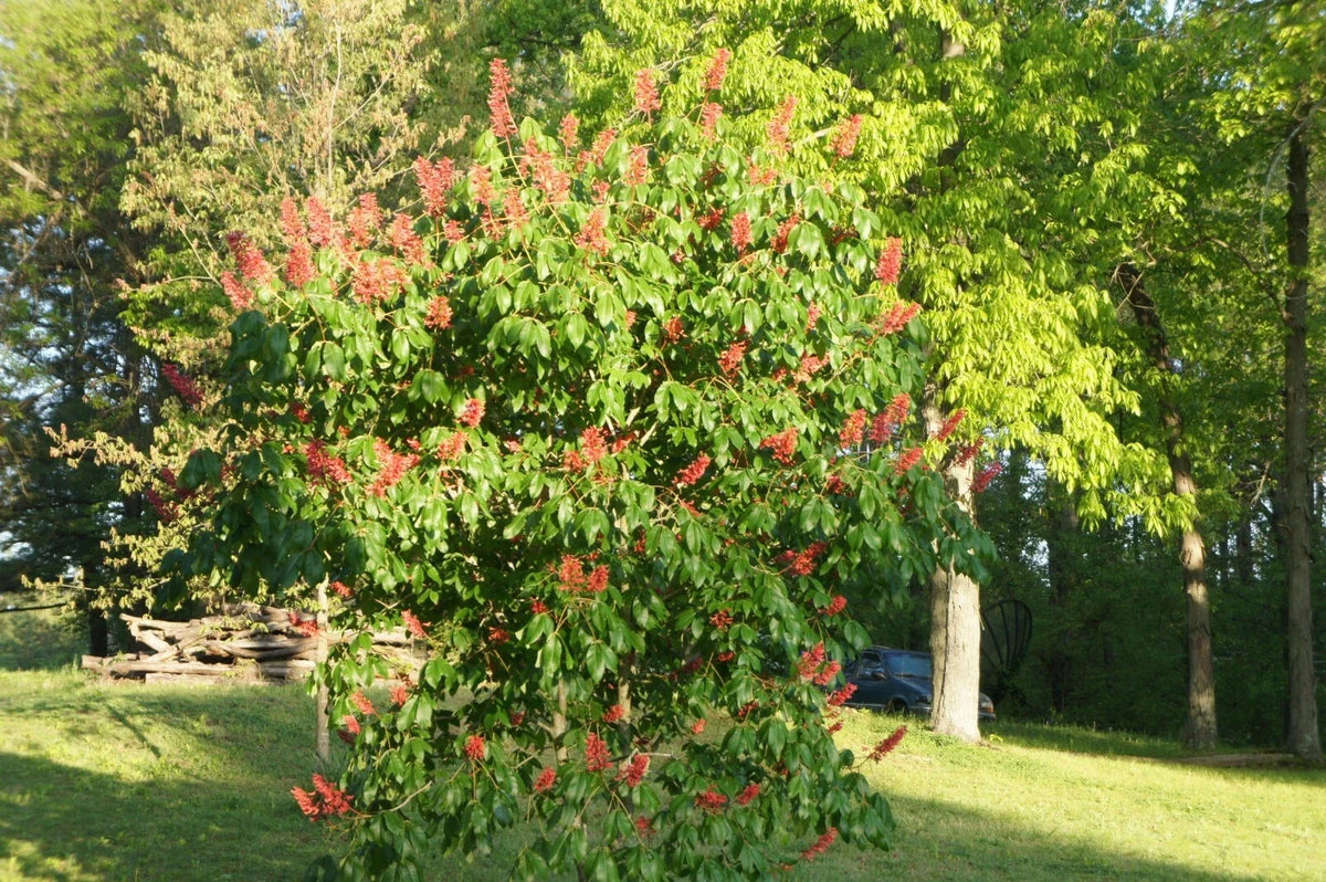 Dwarf Red Buckeye Tree 6-8" Container Aesculus pavia & Ginkgo Tree Ginkgo biloba for Small Gardens & Urban Landscaping