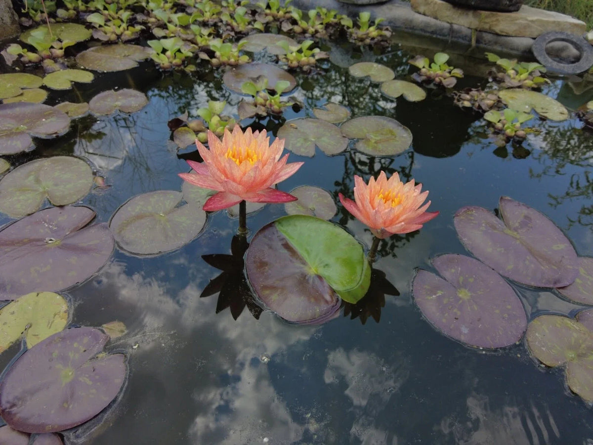 Hardy Water Lily Rhizome - Pink & Yellow Multicolored - Nymphaea spp. - Bare Root for Ponds and Water Gardens