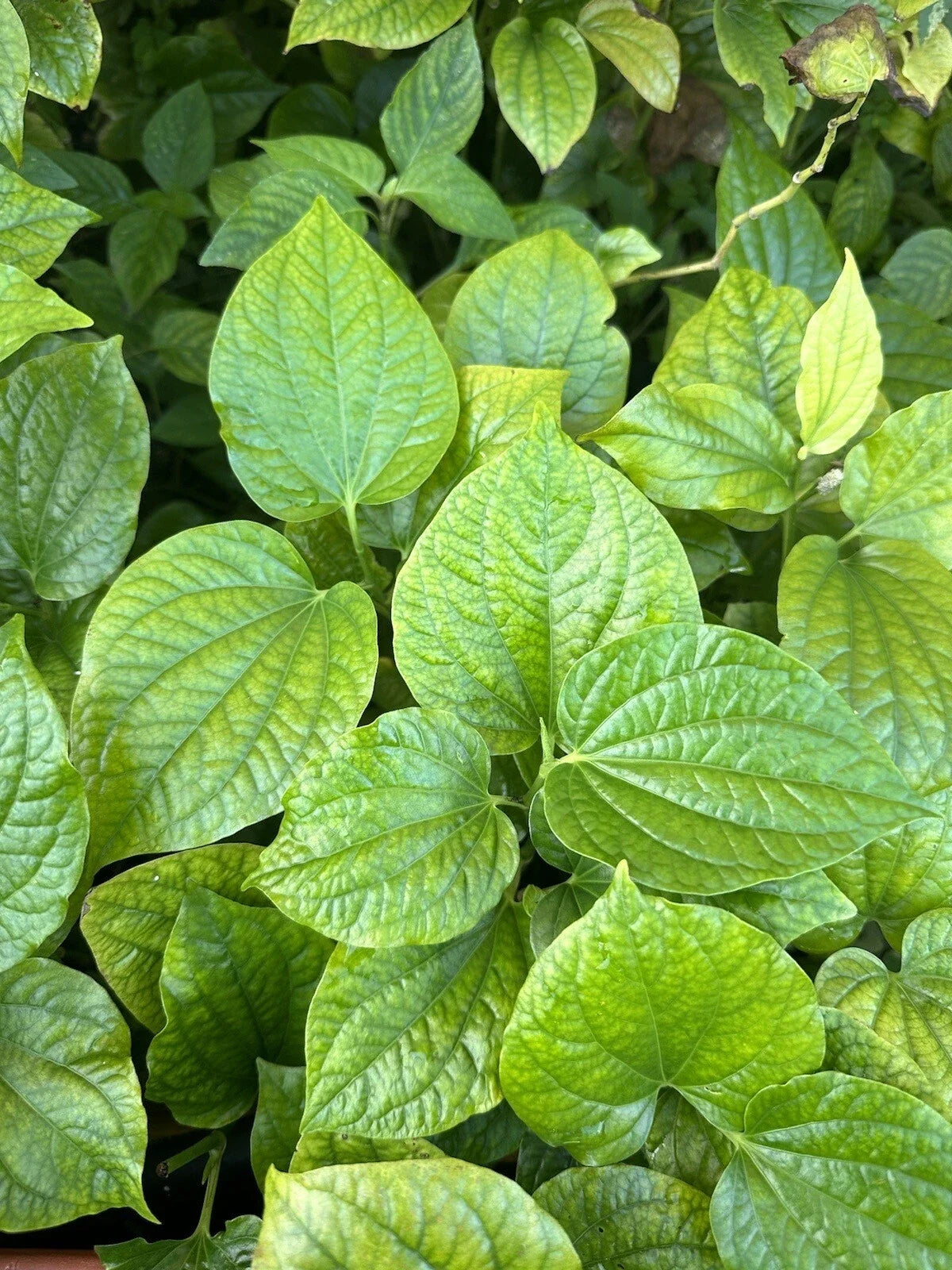 Fresh Betel Leaves Stems 8-10" Lotol Texas (Lá Lốt) - Culinary Herb for Cooking, Piper lolot - 4 Stems with Roots