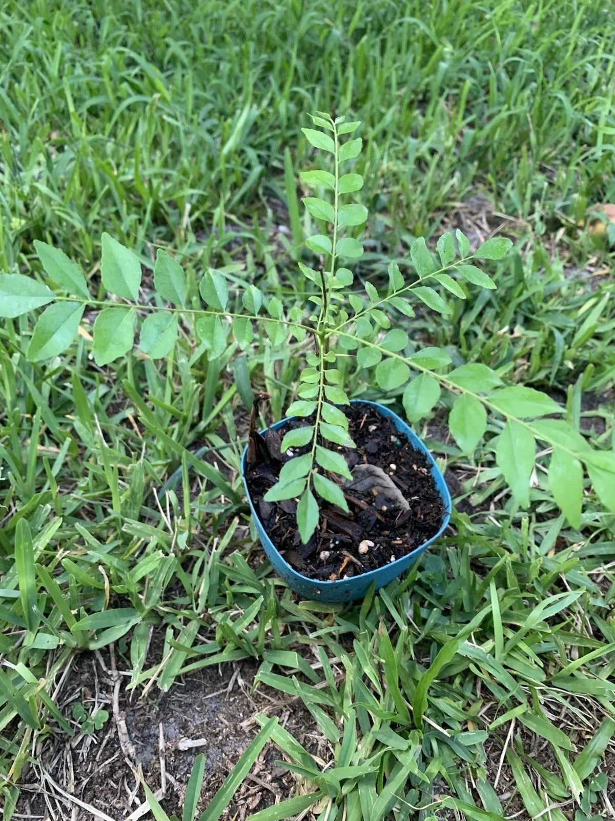 Curry Leaf Plant 10”-12” Potted Fresh Herb Murraya koenigii for Cooking and Garnishing