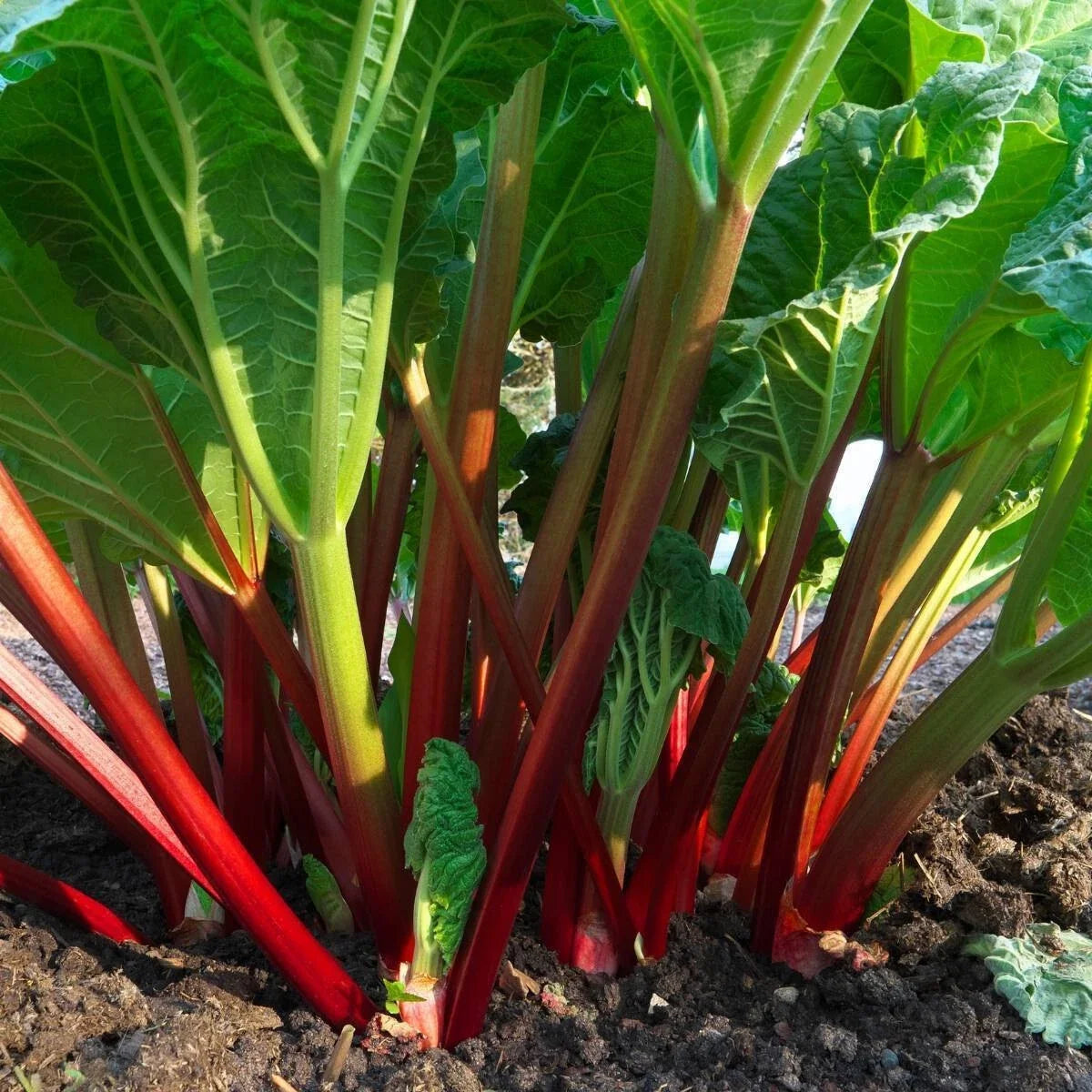 Glaskins Perpetual Red Rhubarb Seeds - 50 Seeds - Perennial Vegetable - Rheum rhabarbarum - Non-GMO, Garden Planting