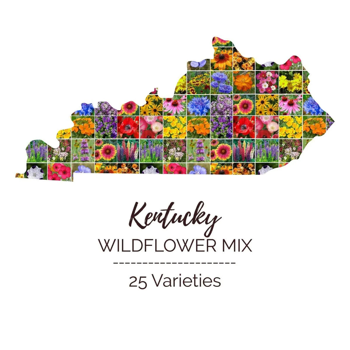 Wildflower Seed Mix - 1000 Non-GMO Seeds - Kentucky State Blend - 25 Varieties - Perennial & Annual