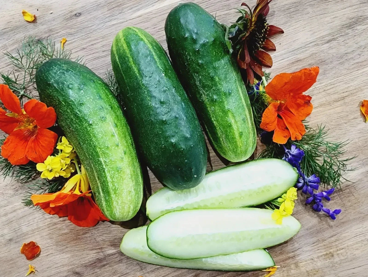 Cucumber Seeds - 200+ Heirloom Organic Non-GMO Wisconsin SMR-58 for Pickling - Cucumis sativus