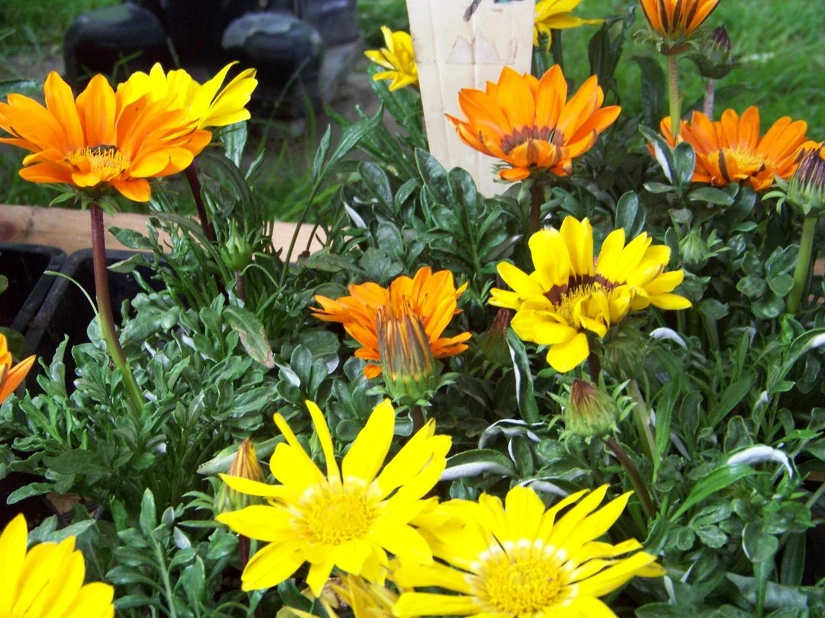 40 Seeds Gazania Sunshine Mix Perennial Flowers - Colorful Blooms for Gardens - Gazania rigens