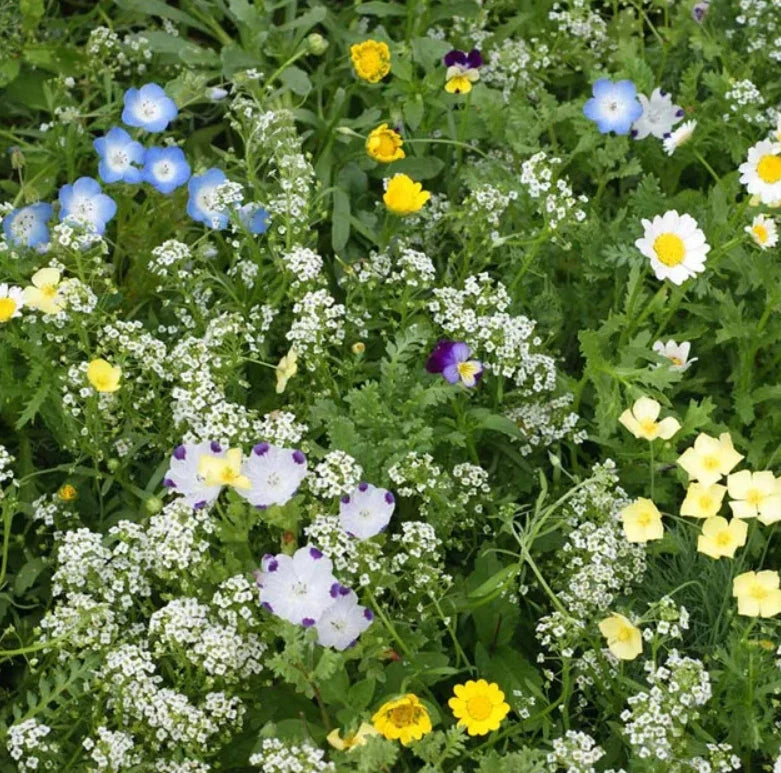 Flowering Lawn Mix 2g Non-GMO Blend, 13 Species for Eco-Friendly Gardens - Various Species