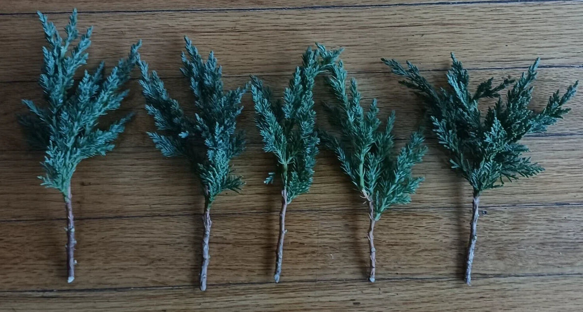 Pre Bonsai Juniper Cuttings 6-8 Inch Green Mound Juniper (Juniperus horizontalis) - 5 Pack for Bonsai Gardening