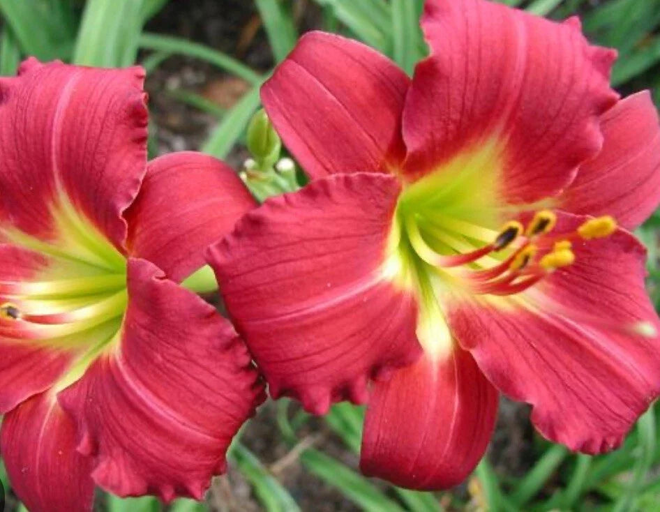 Daylily Live Plant Fan - Ruby Red Stella - Hemerocallis - Drought-Tolerant Perennial for Garden Borders & Containers