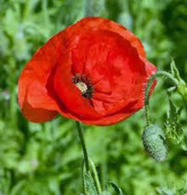 Flanders Poppy Seeds, 1000 Count, Bright Red Flowers, Papaver rhoeas, Non-GMO, Easy to Grow, Attracts Pollinators