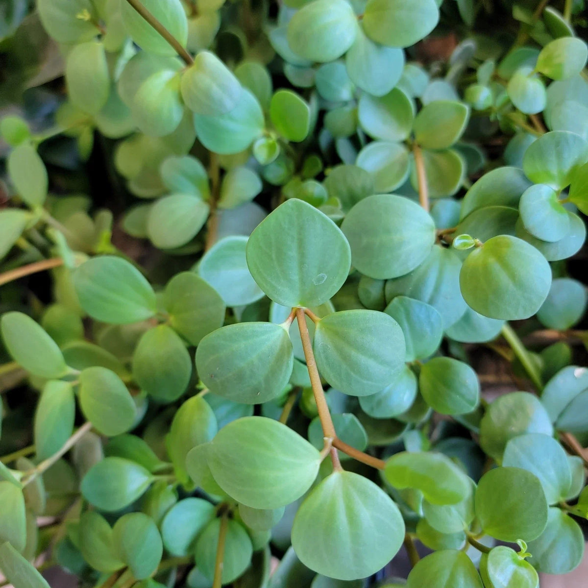 Peperomia Hope Live Plant | 3-Inch Pot | Easy Care Indoor Houseplant | Peperomia obtusifolia 'Hope'