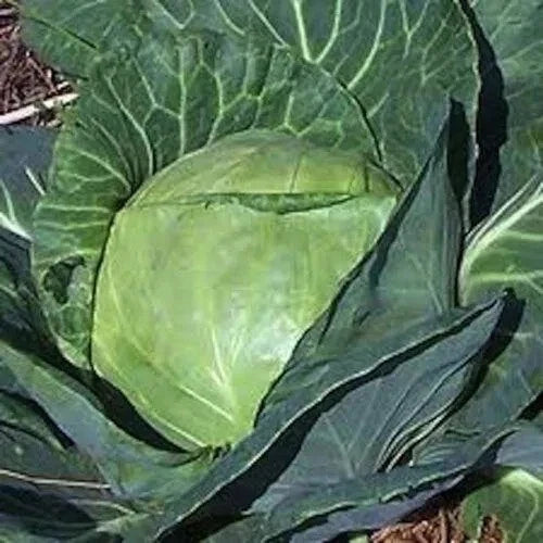 Late Flat Dutch Cabbage Seeds - 500+ Heirloom Non-GMO Seeds for Planting - Brassica oleracea Var. Capitata