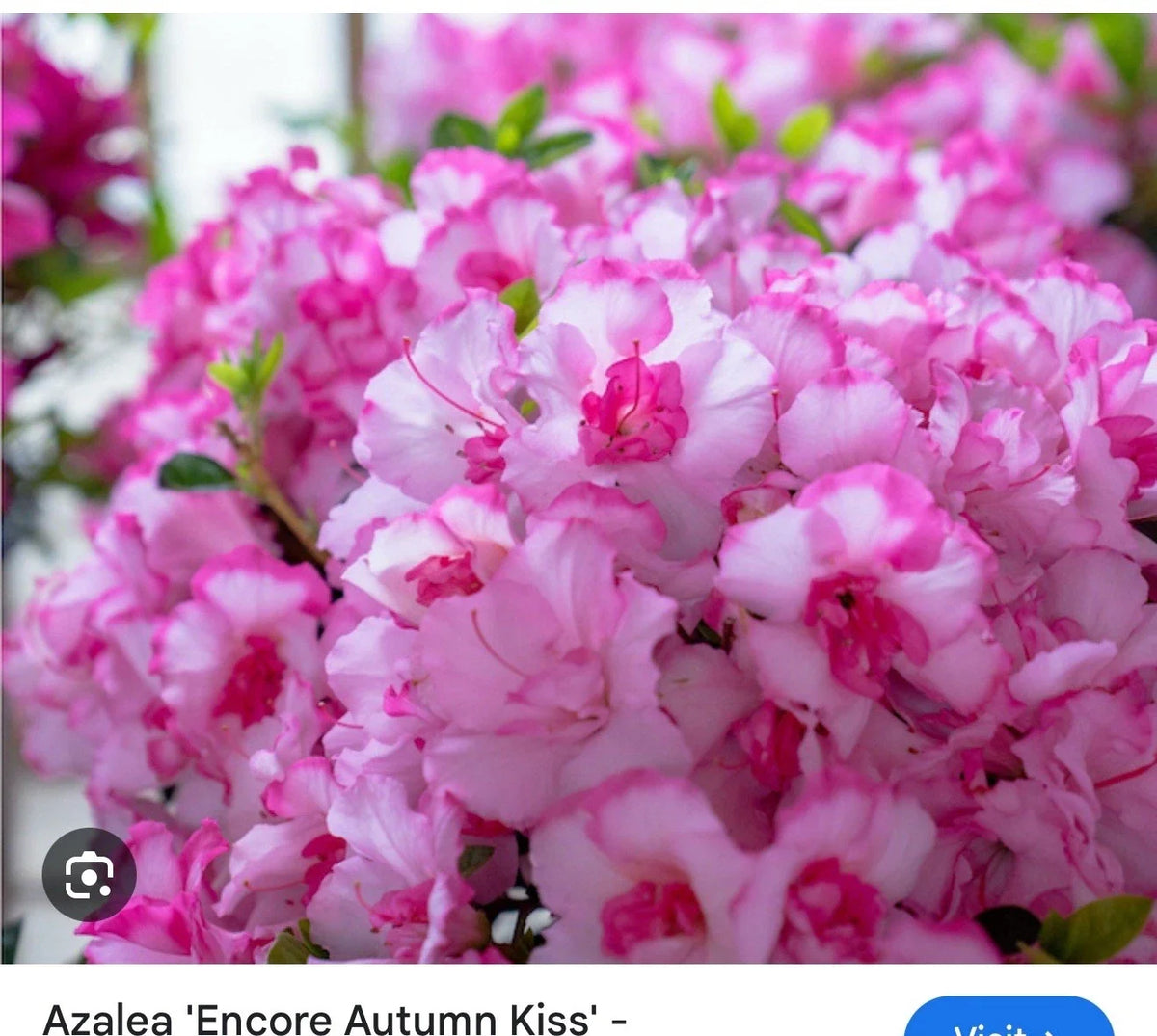 Encore Autumn Kiss Azalea Starter Plant - Well-Rooted Deciduous Variety - Rhododendron 'Autumn Kiss' - Vibrant Pink and White Blooms