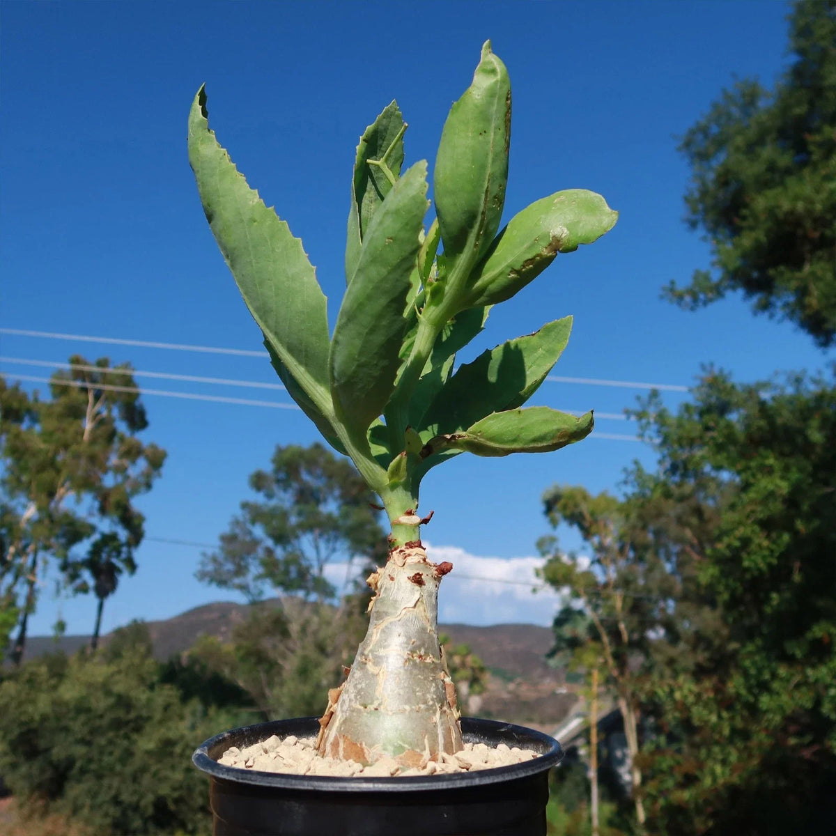 Cyphostemma juttae Succulent Plant | Unique Green Variety | Live Indoor Gardening Decor | Drought-Tolerant Cactus