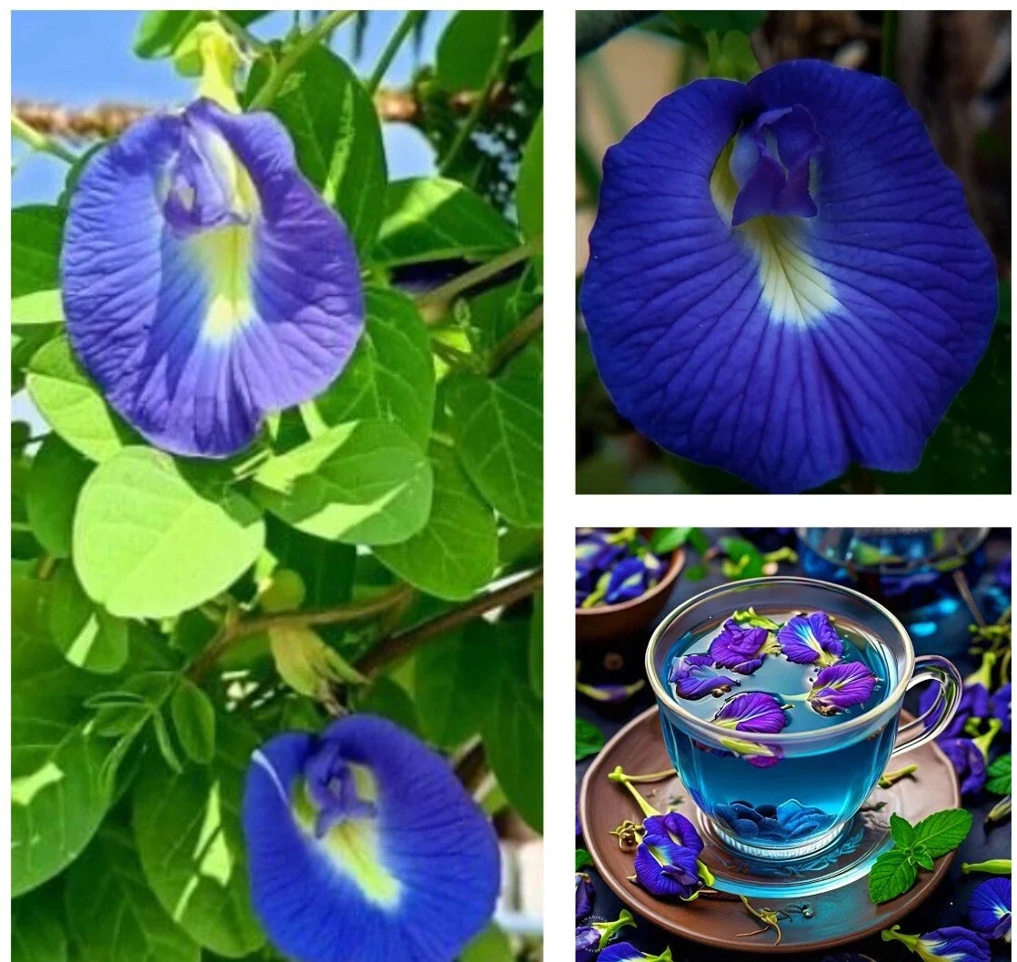 Butterfly Pea Seeds - 12 Pack, Vivid Blue Edible Flowers, Clitoria Ternatea, Attracts Pollinators, Easy to Grow