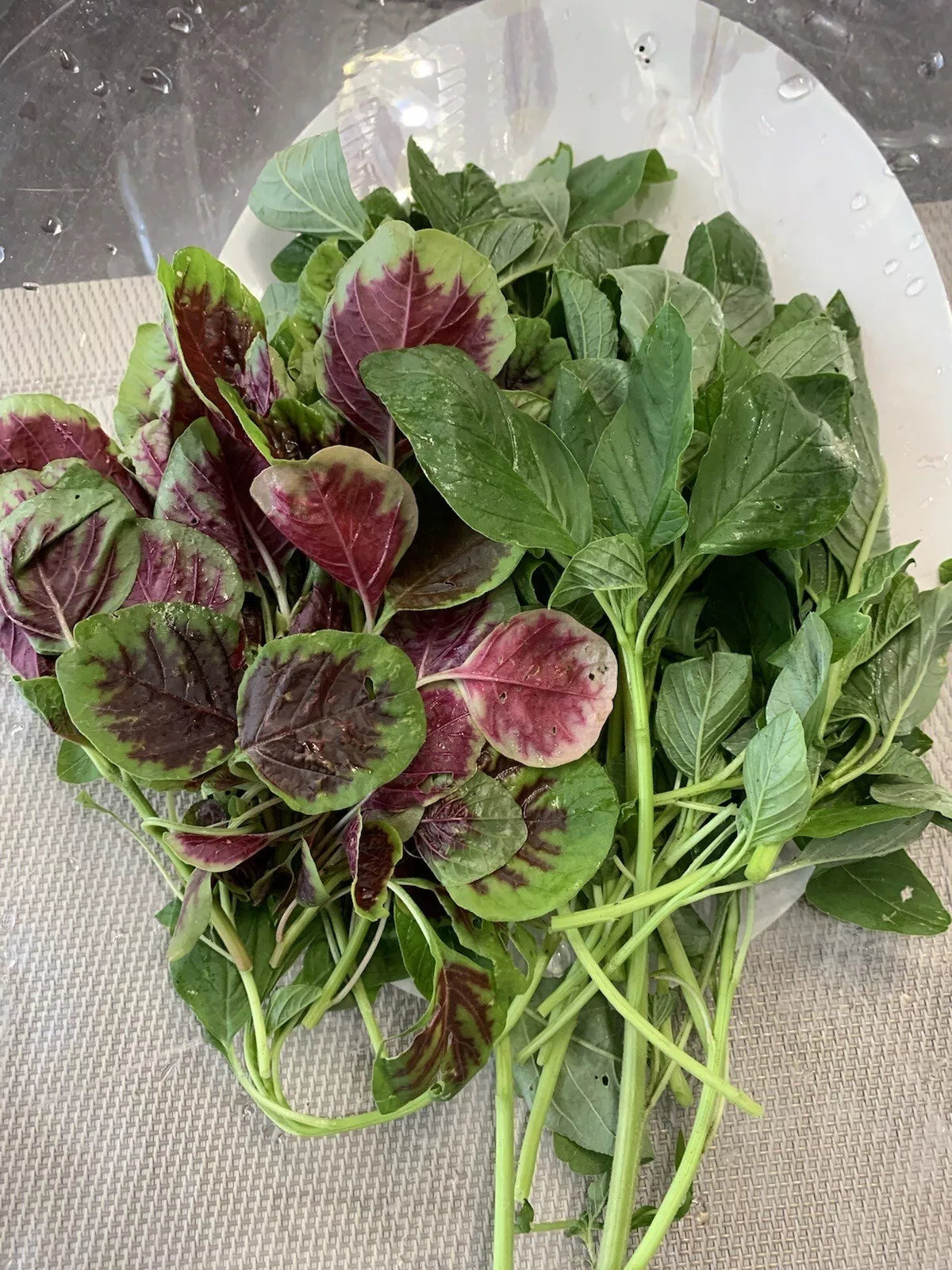 Amaranth Seeds 1000+ Mix, Green and Red Stripe, NON-GMO Edible Foliage, Amaranthus spp.