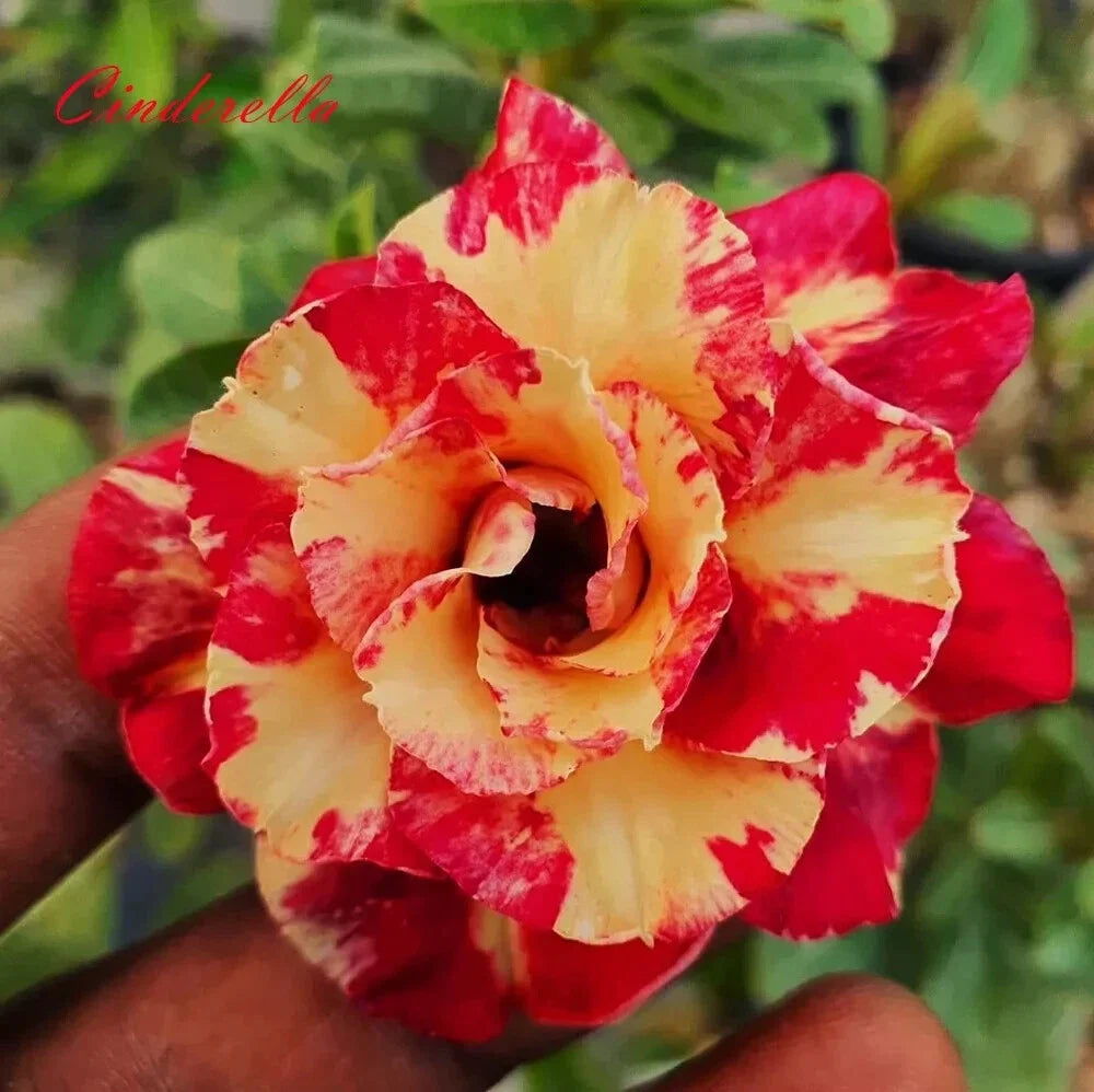 Desert Rose Plant Seedling 4-6 Inches Cinderella Adenium Obesum - Colorful Blooms, Sculptural Trunk, Indoor/Outdoor Gardening