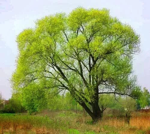 10 Black Willow Tree Cuttings - Fast-Growing Shade & Privacy Trees - Salix nigra - Ideal for Wet Areas