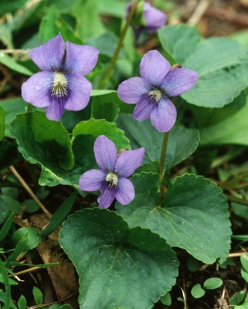 Purple Blue Violet Plants 5-Pack, Edible Perennial, Viola Sororia, Low Maintenance, Butterfly Attractant, USA Seller