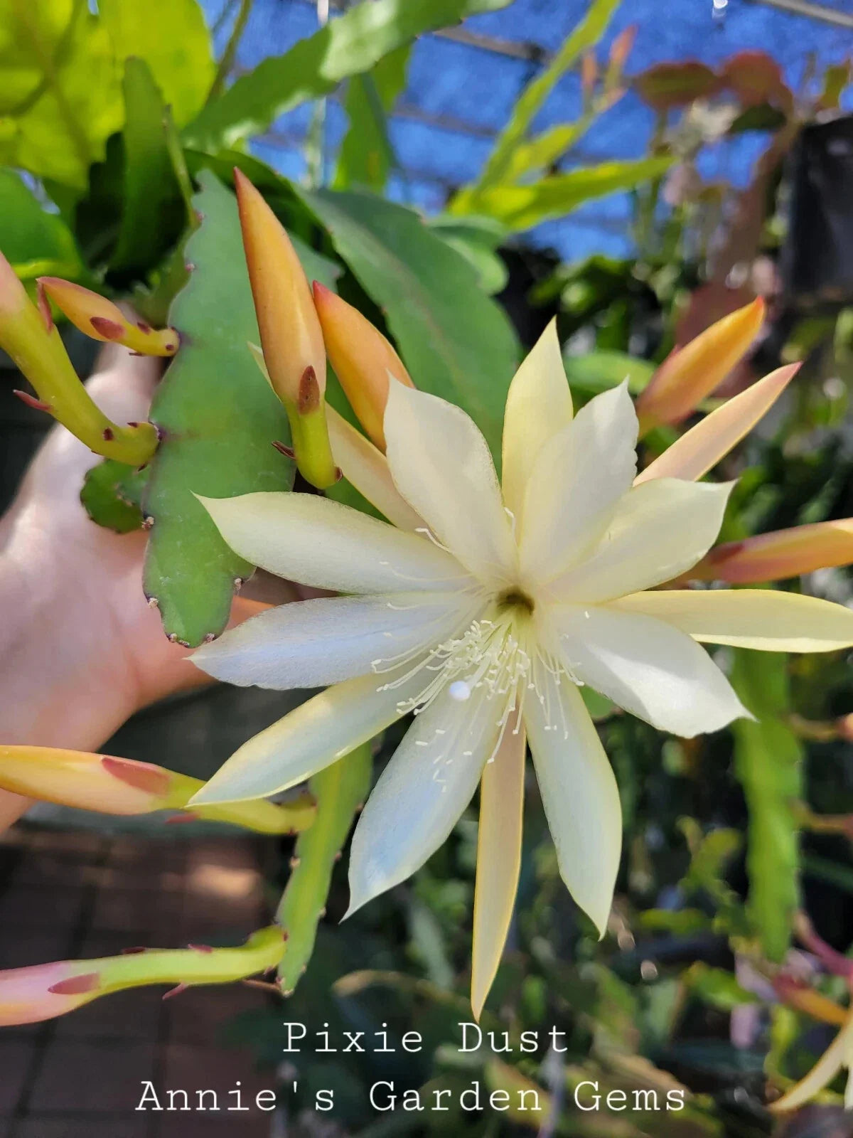 Epiphyllum Cuttings 8-10 Inches Pixie Dust Unrooted Epiphyllum Oxypetalum for Indoor Gardening & Propagation