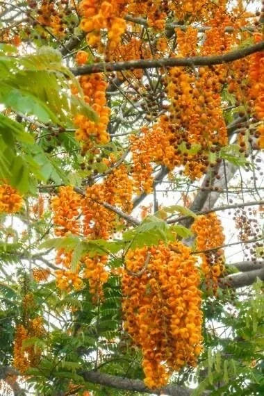 Bronze Shower Tree Seeds - 10 Seeds - Cassia moschata - Tropical Flowering Plant for Garden and Landscaping