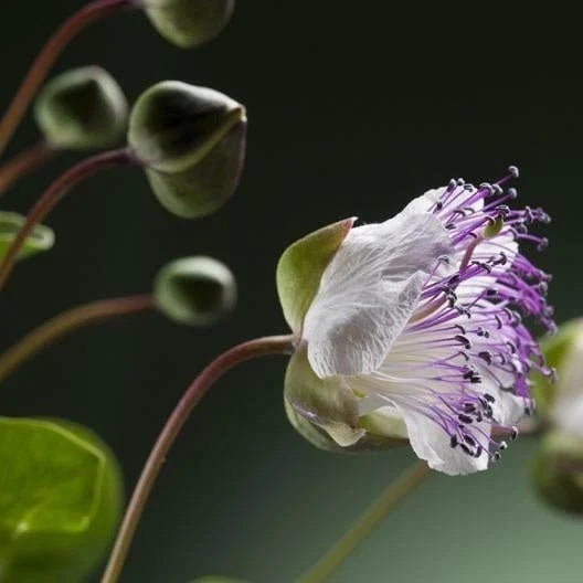 Caper Seeds - Herb Seeds - Capparis spinosa - Edible Plant - Non-GMO Seed Packet with Tracking Included