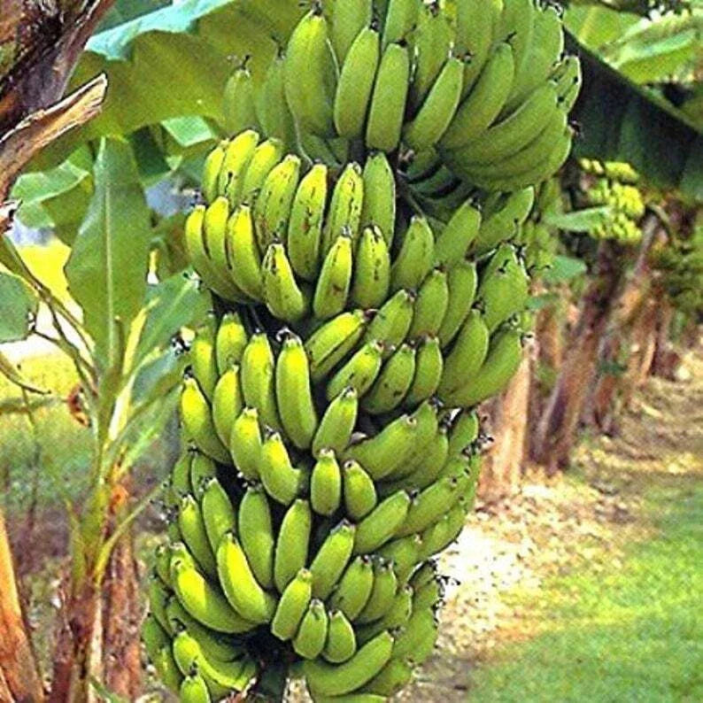 Gran Nain Banana Tree Starter Plant - Rooted Musa acuminata - Popular Banana Variety for Home Garden and Indoor Spaces