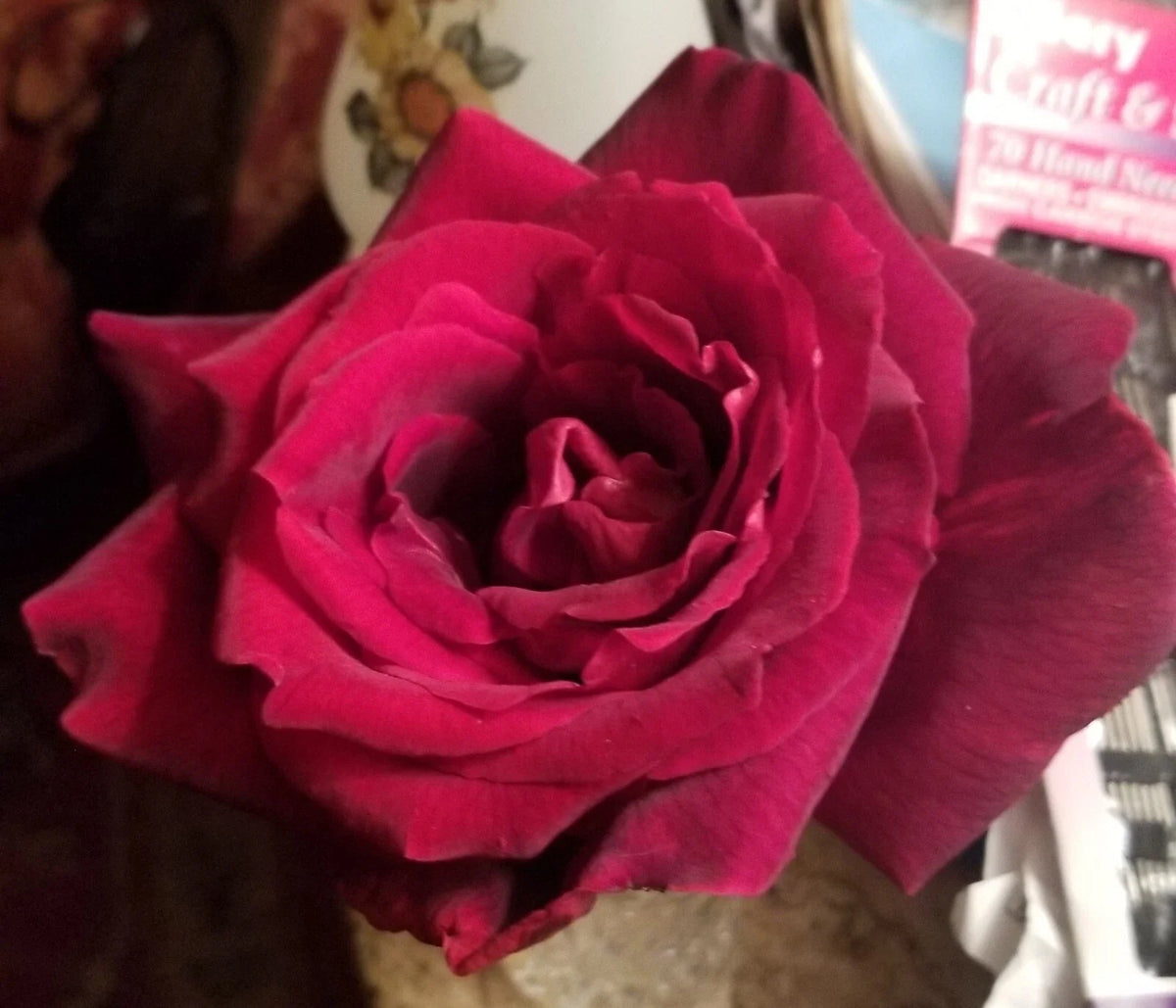 Live Cuttings - 3 Gotta Have It Red! Very Dark Red Velvety - Perfect for Propagation, Home Decor - (Insert Scientific Name)
