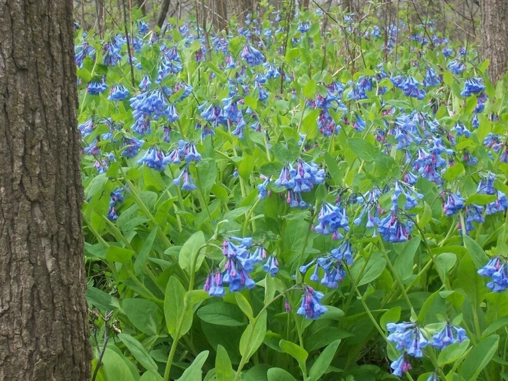 Virginia Bluebells Plant Bundle - 3 Bare-Root Perennials - Mertensia virginica - Shade-Loving for Woodland Gardens