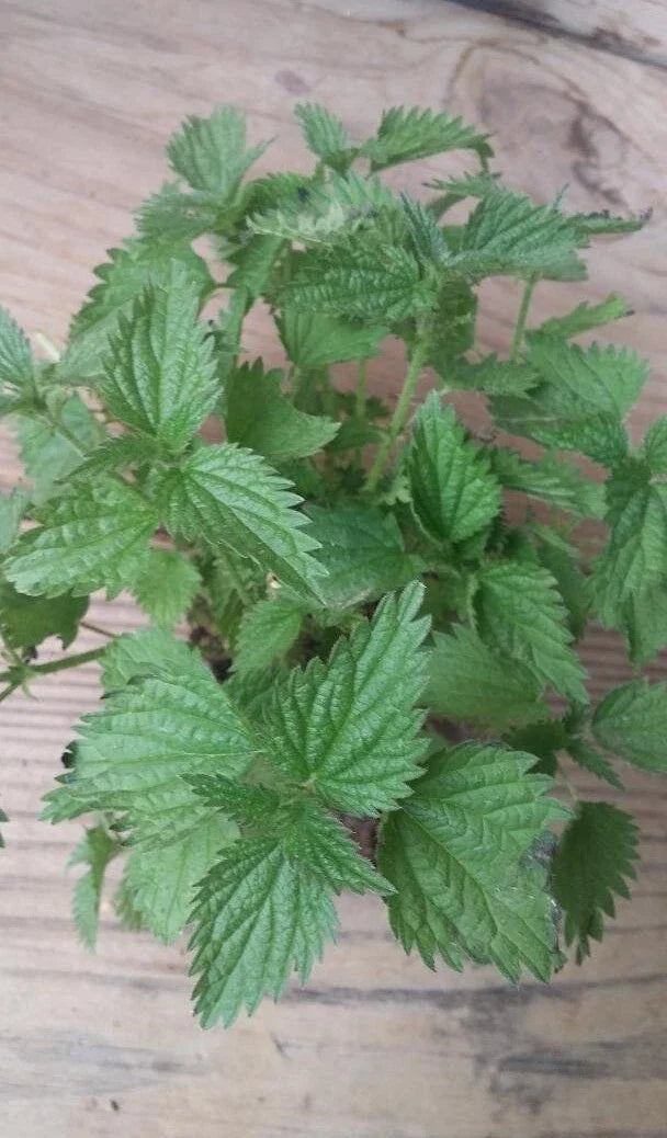 Nettle Plant Bare Roots, Organically Grown, Urtica dioica, Ready for Transplantation, Includes Growing Instructions