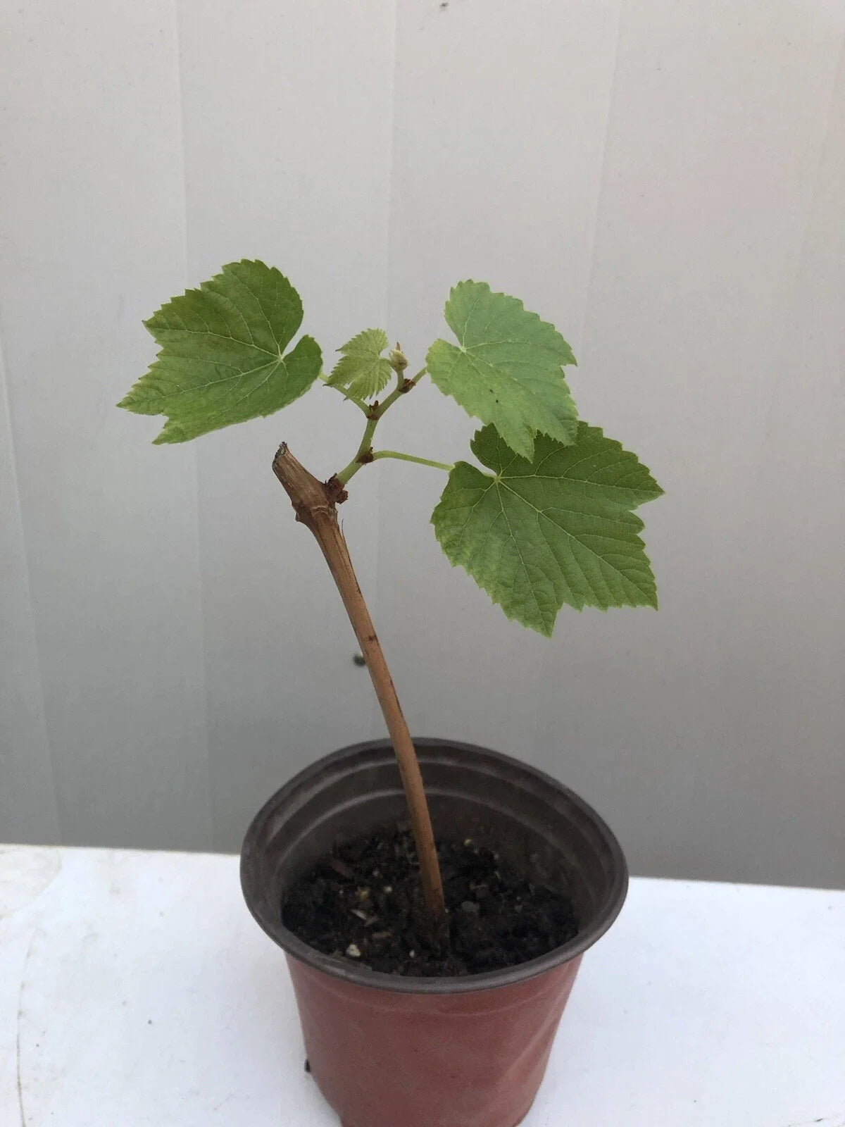 Sweet Grape Cutting Vine in 8” Pot - Seedless Green Grapes, Vitis vinifera - Easy to Grow, Perfect for Gardeners