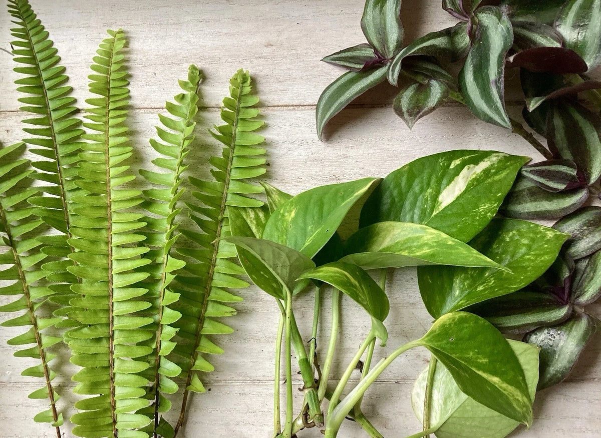 House Plant Variety Pack - 15 Rooted Cuttings - Indoor Plants for Home Decor - Various Species - Easy Care