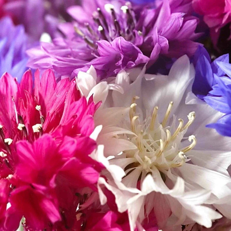Dwarf Bachelor Button Seeds - Polka Dot Mix - Non-GMO Heirloom - Centaurea cyanus - Ideal for Small Gardens & Containers