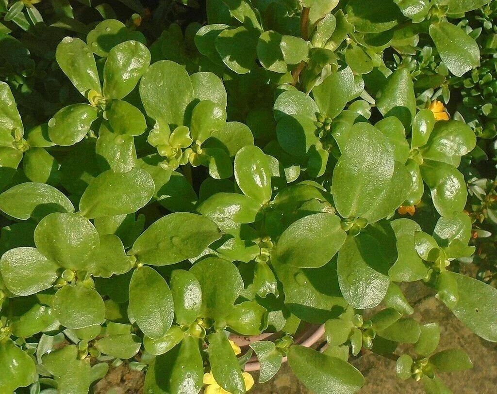 Golden Purslane Seeds - 100 Non-GMO High Omega-3 - Portulaca Sativa - Perfect for Home Gardening