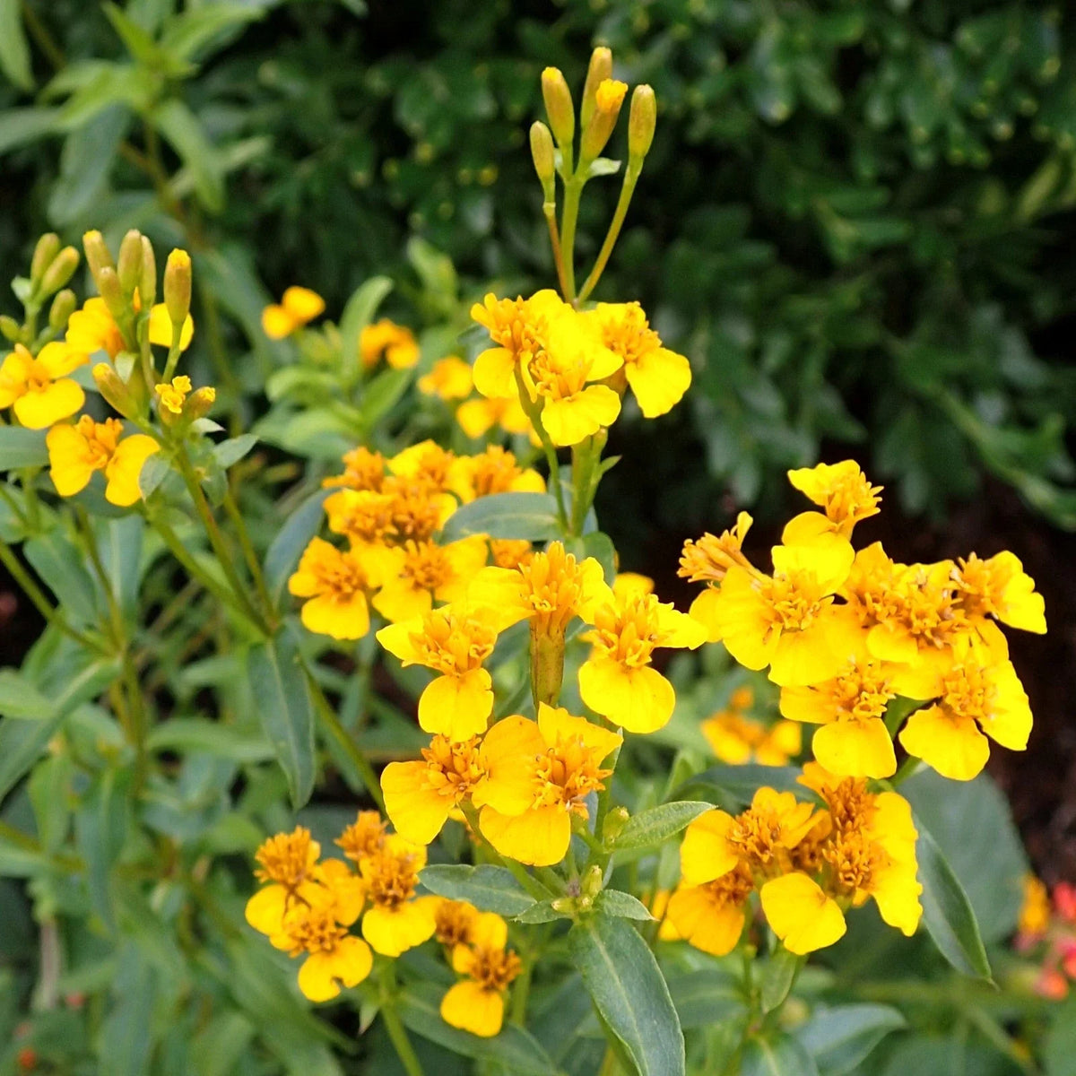 Mexican Tarragon Seeds - 100 Count - Tagetes Lucida - Aromatic Herb for Culinary Use - Non-GMO Gardening Seeds