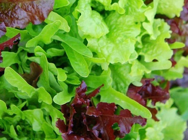 Heirloom Lettuce Leaf Blend Microgreens Seeds - 1000 Non-GMO Seeds - Lactuca sativa - 8 Varieties for Salads & Garnishes