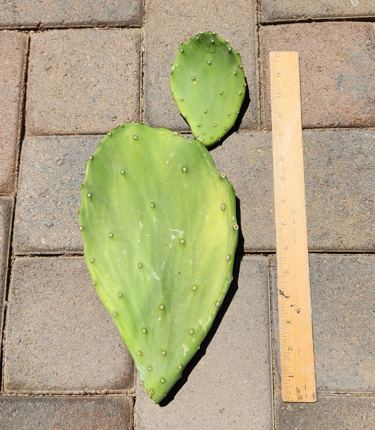 Opuntia Gomei Prickly Pear Cactus Pad Cutting - Edible Gardening Segment - Opuntia gomei - Perfect for Propagation and Decoration
