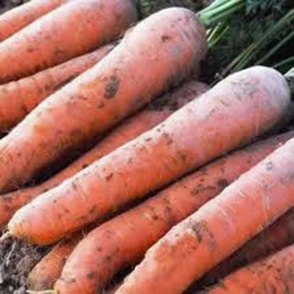 Scarlet Nantes Carrot Seeds - Heirloom Variety, 50+ Seeds, Daucus carota, Sweet Flavor for Home Gardening and Container Planting