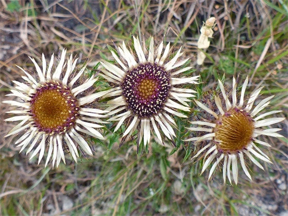 Carline Thistle Seeds - 200+ Pack - Drought-Tolerant Perennial - Carlina vulgaris - USA Garden Planting