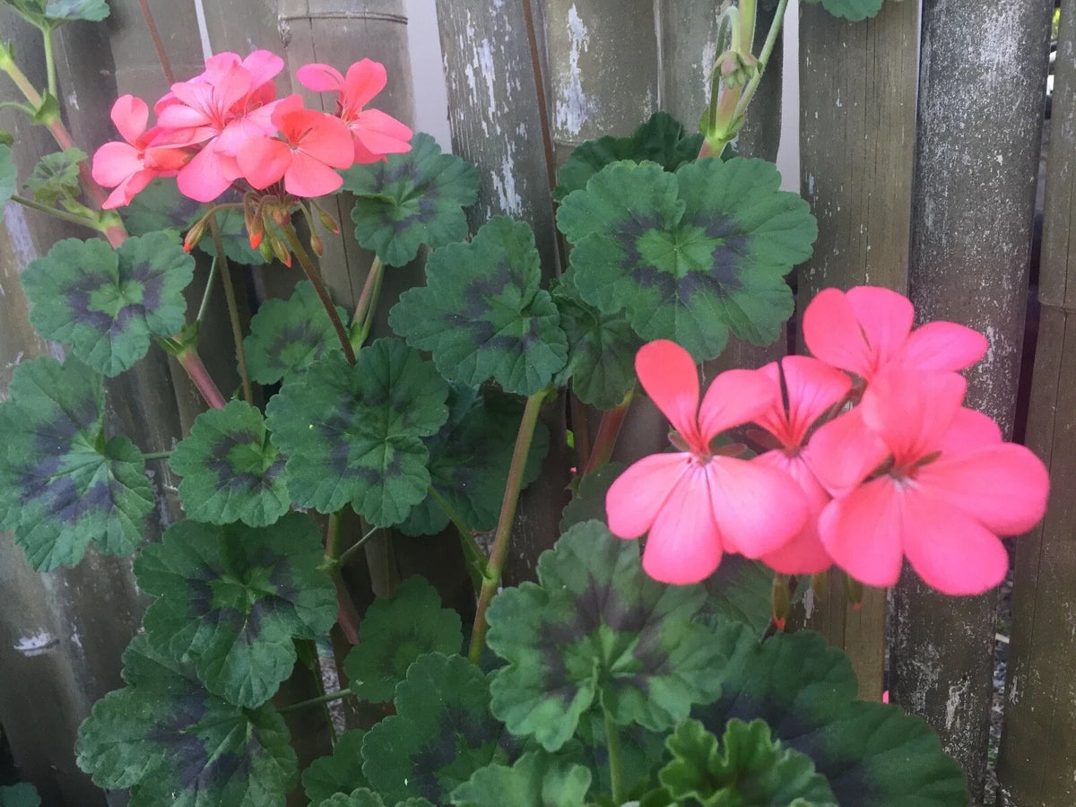 4 Fresh 6" Zonal Geranium Cuttings - Orange-Pink Pelargonium hortorum - Live Unrooted Stems for Outdoor Beds & Baskets