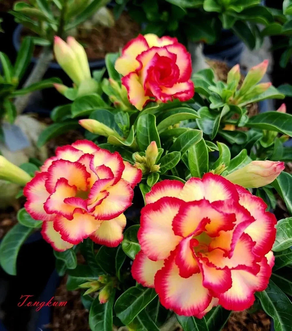 Desert Rose Plant Seedling - Small TONGKUM Adenium Obesum - Rooted 4-6 Inches - Vibrant Pink to Red Flowers