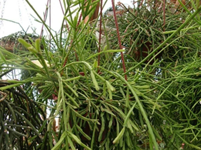 Rhipsalis Cuttings - 4 Inch - Yellow/White Flowers - Branching - Rhipsalis sulcata - 5 Healthy Cuttings for Indoor Gardens