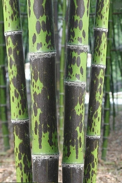 Leopard Bamboo Seeds - 50 Count - Clumping Privacy Plant - Phyllostachys aureosulcata - Shade Screen - US Seller