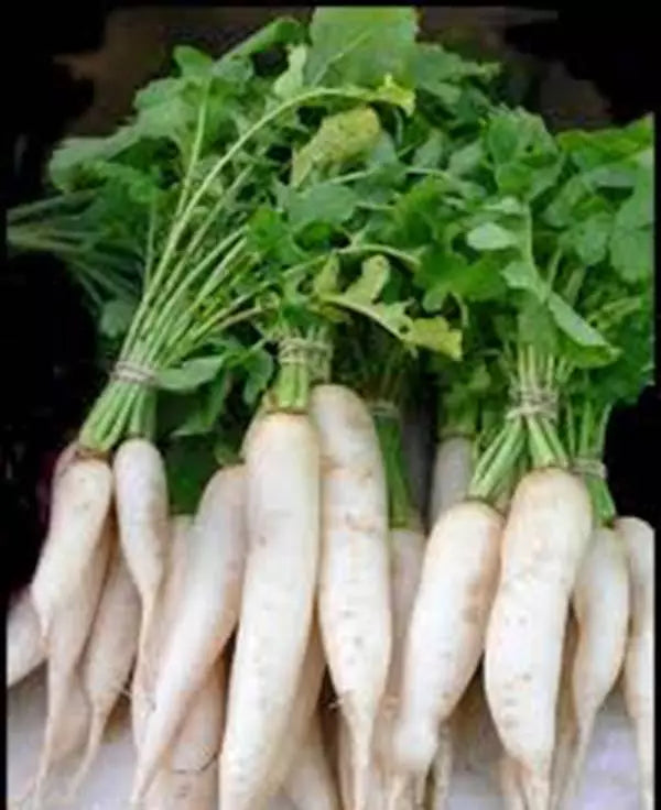 Radish Seeds 500 Count Japanese Minowase Daikon Heirloom Non-GMO Raphanus sativus var. longipinnatus