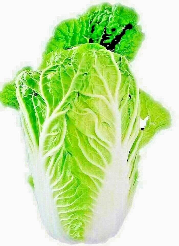 Chinese Cabbage Seeds 100+ Heirloom Microgreens Brassica rapa subsp. pekinensis for Vegetable Salads