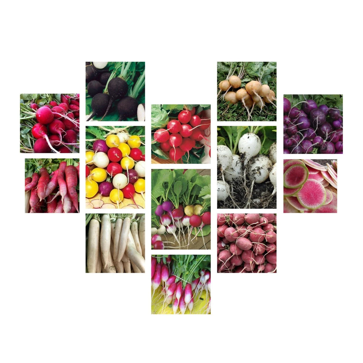 Radish Seeds Collection - 14 Heirloom Varieties, NON-GMO, Raphanus sativus, Free Shipping
